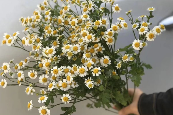 洋甘菊鲜花适合深水养还是浅水养，太深或太浅都不适合