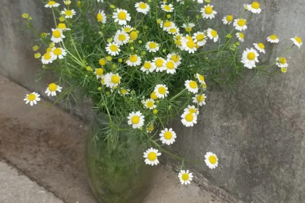 洋甘菊鲜花适合深水养还是浅水养，太深或太浅都不适合