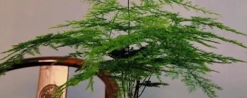 文竹能晒太阳吗，可以晒但不能暴晒