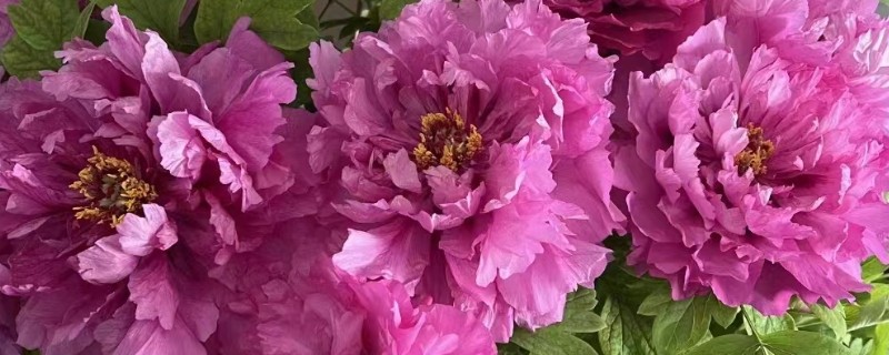 家里不能种芍药的原因，迷信的说法认为芍药会吸阴