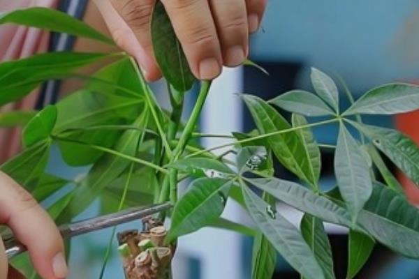 发财树的养殖方法，在夏季每隔2-3天就要浇一次水