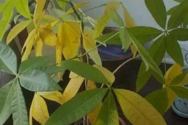 发财树的养殖方法，在夏季每隔2-3天就要浇一次水