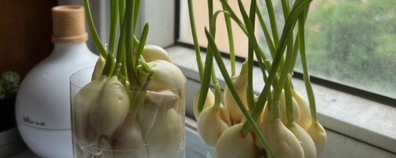 什么时候水培大蒜好，最佳时间是秋季