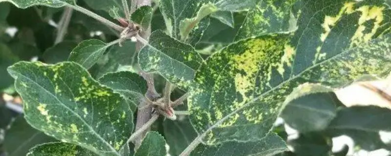苹果花叶病怎么防治，可选用脱毒苗木