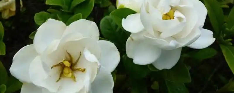 栀子花只长花苞不开花怎么处理，不同原因导致的处理方法也不同