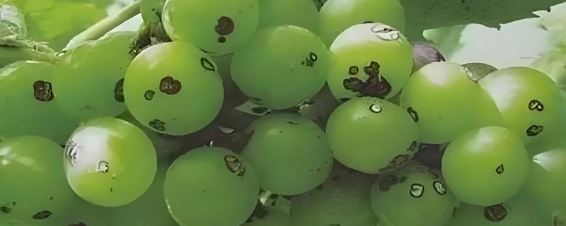 葡萄煤点病的危害症状,表现为绿色果面有明显黑点