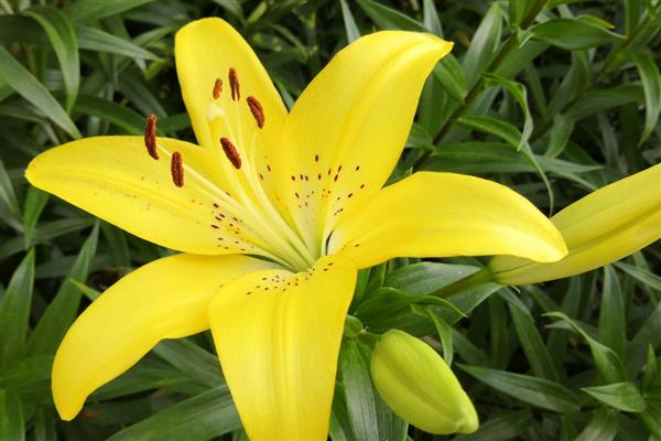 百合有哪几种颜色，有黄色、白色和橙色