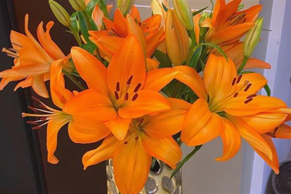 百合有哪几种颜色，有黄色、白色和橙色