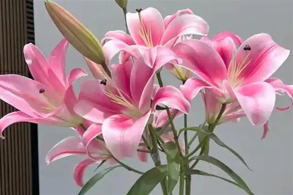 百合有哪几种颜色，有黄色、白色和橙色