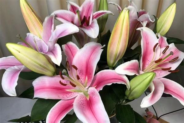 百合有哪几种颜色，有黄色、白色和橙色