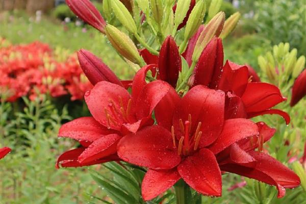 百合有哪几种颜色，有黄色、白色和橙色