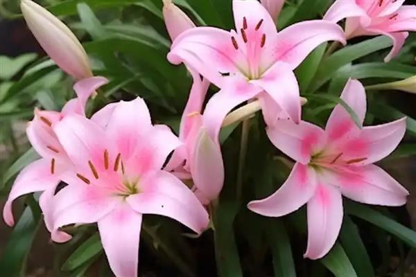 百合有哪几种颜色，有黄色、白色和橙色