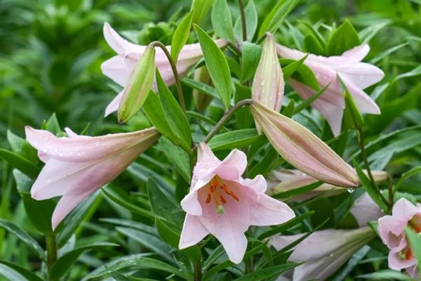 百合有哪几种颜色，有黄色、白色和橙色