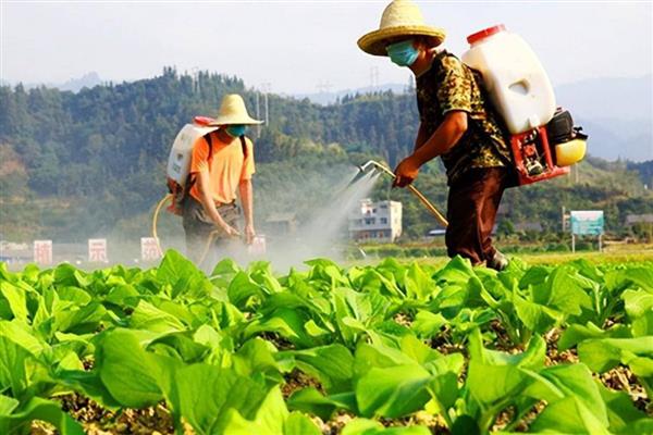 菜青虫的天敌，有赤眼寄生蜂、小茧蜂等