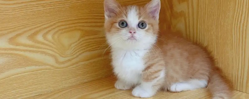 小猫脐带多久可以脱落，5天左右自动脱落