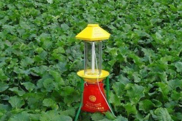 菜青虫的天敌，有赤眼寄生蜂、小茧蜂等