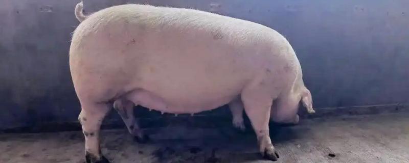 母猪配种成功后有哪些症状，会表现出嗜睡、安静等行为