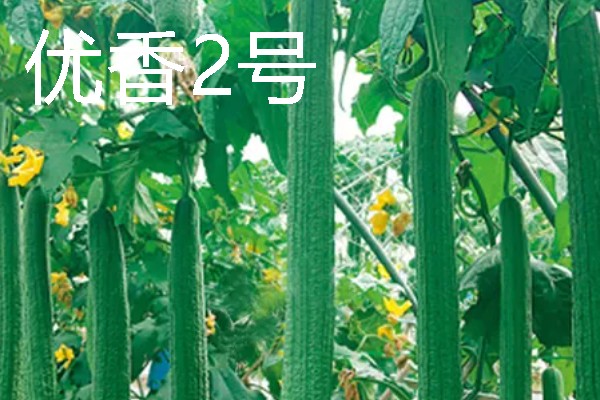 丝瓜种植什么品种好，推荐优比1号、优香2号等