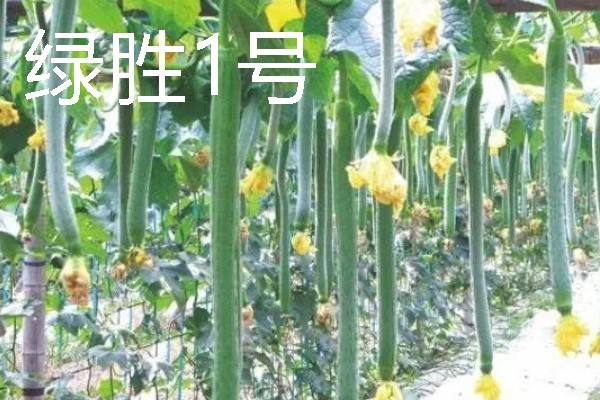 丝瓜种植什么品种好，推荐优比1号、优香2号等