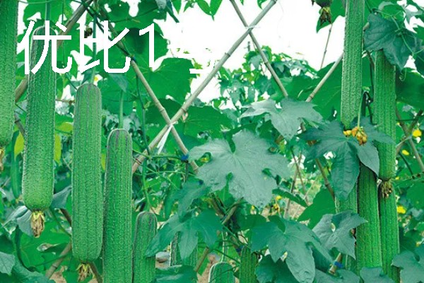 丝瓜种植什么品种好，推荐优比1号、优香2号等