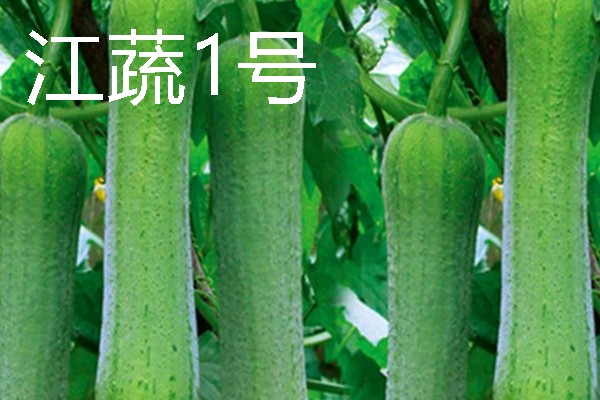 丝瓜种植什么品种好，推荐优比1号、优香2号等