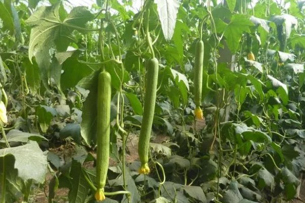 丝瓜种植什么品种好，推荐优比1号、优香2号等