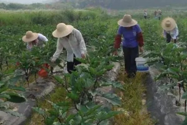 夏季给茄子施肥要注意什么，温度较高时要遵循少许多次的原则