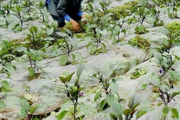 夏季给茄子施肥要注意什么，温度较高时要遵循少许多次的原则