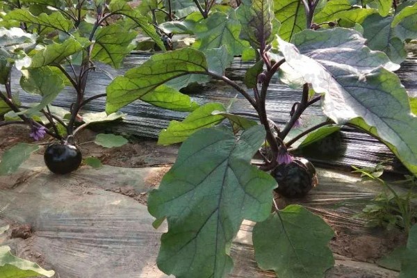 夏季给茄子施肥要注意什么，温度较高时要遵循少许多次的原则