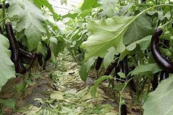 夏季给茄子施肥要注意什么，温度较高时要遵循少许多次的原则