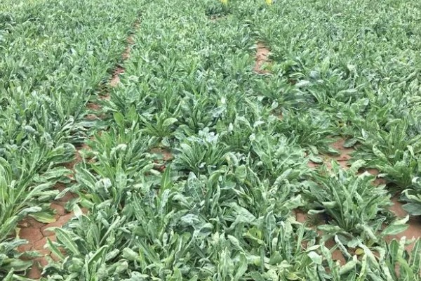 怎么种植板蓝根，整个生育期需中耕除草3次
