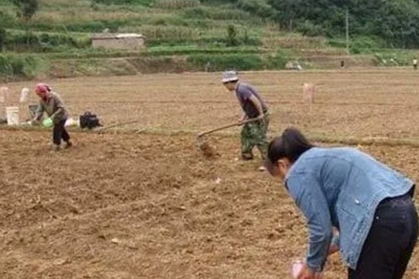 怎么种植板蓝根，整个生育期需中耕除草3次
