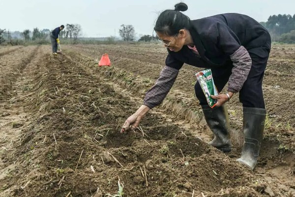 怎么种植板蓝根，整个生育期需中耕除草3次