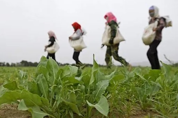 怎么种植板蓝根，整个生育期需中耕除草3次