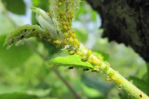 怎么种植板蓝根，整个生育期需中耕除草3次