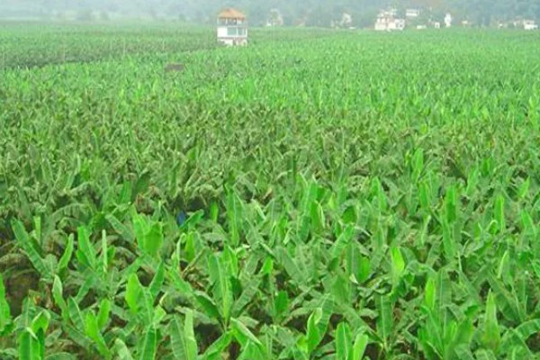 怎么种植板蓝根，整个生育期需中耕除草3次