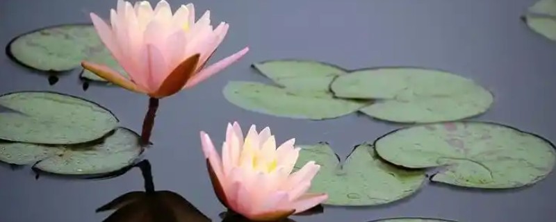 睡莲冬天要不要从水里拿出来，冬天不用拿出来