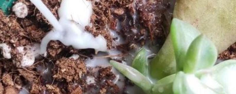 牛奶能不能浇花，发酵后才能使用