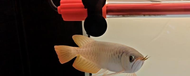 如何帮助龙鱼发色，一周保持两次的换水频率