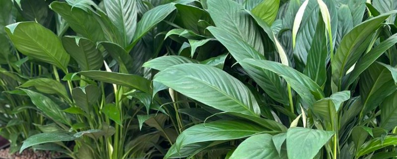 一帆风顺的水养方法，春秋季节每隔10天换一次水