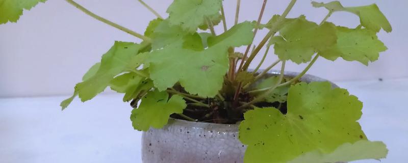 植物的器官是什么，是指根、茎和叶等