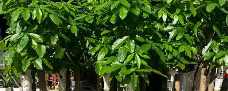 发财树的修枝方法，剪除密集、凌乱的枝叶