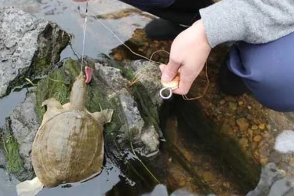 垂钓甲鱼用什么钩，甲鱼专用钩或9号左右的伊势尼钩都是适宜选择