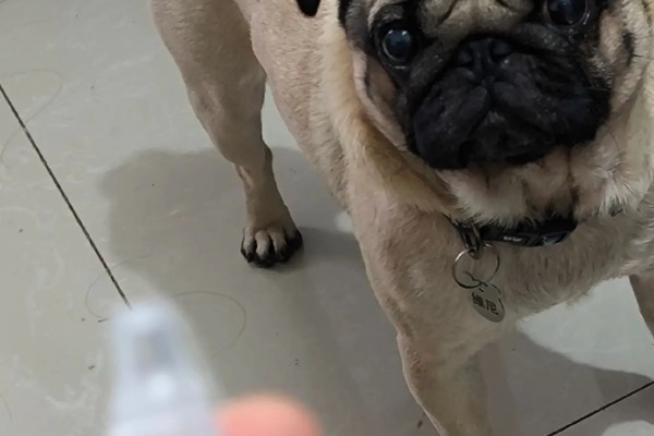 狗狗脸上长褶皱的原因，部分品种有可能是皮肤病所致