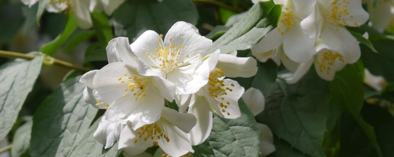 卧室适合放哪种花，推荐茉莉花、薰衣草等