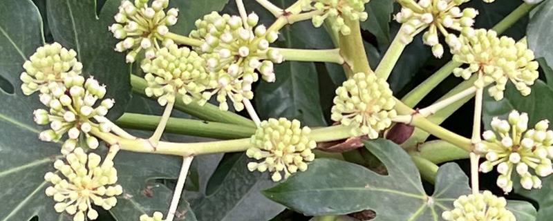 八角金盘煤污病如何防治，可选择菊酯类或有机磷杀虫剂