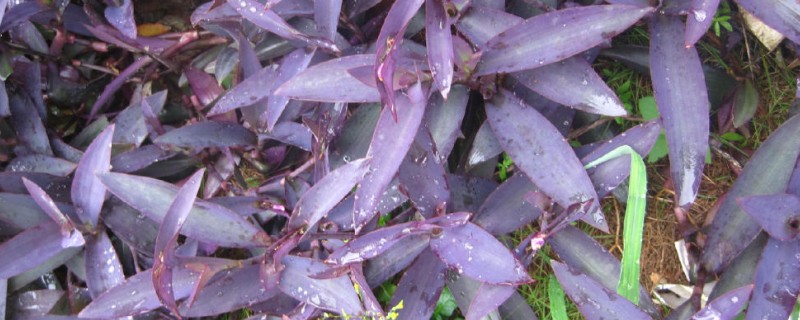 紫鸭趾草能水培吗，紫鸭趾草可以水培