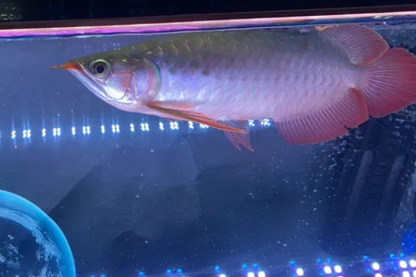 如何帮助龙鱼发色，一周保持两次的换水频率