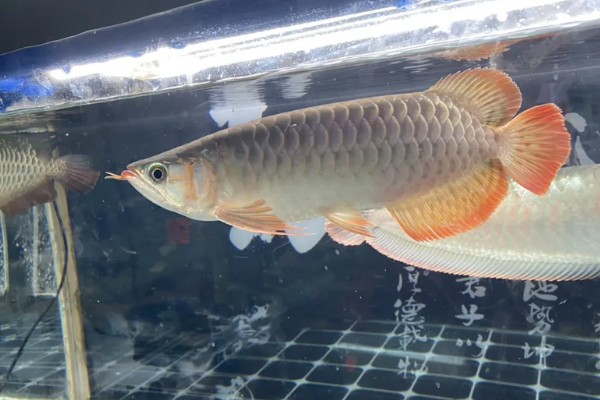 如何帮助龙鱼发色，一周保持两次的换水频率