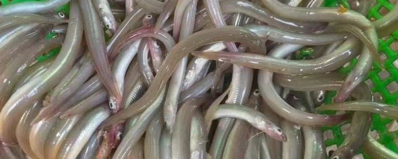 鳗鱼是海鱼吗，既有海鱼也有淡水品种